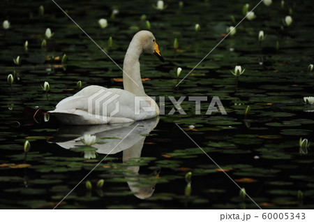 昭和の森白鳥 昭和の森白鳥 60005343