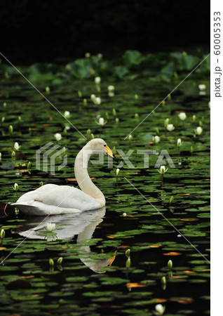 昭和の森白鳥 昭和の森白鳥 60005353