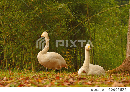 昭和の森白鳥 60005625