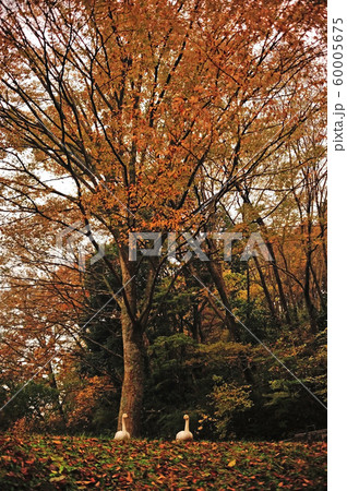 昭和の森白鳥 60005675