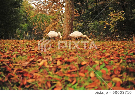 昭和の森白鳥 60005710