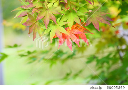 紅葉カエデ 紅葉カエデ 60005869