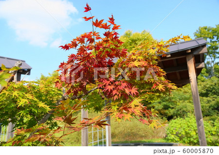 カエデ紅葉 60005870