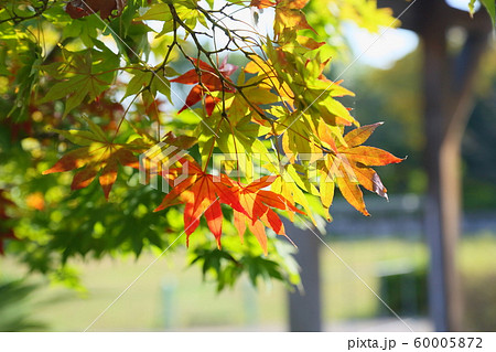 カエデ紅葉 カエデ紅葉 60005872