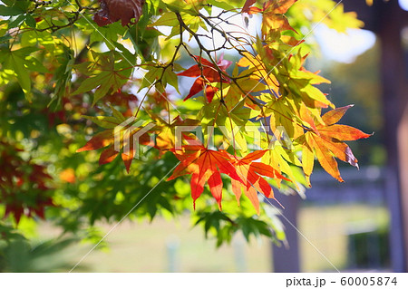 カエデ紅葉 60005874