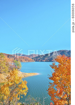 九頭竜湖の紅葉の写真素材