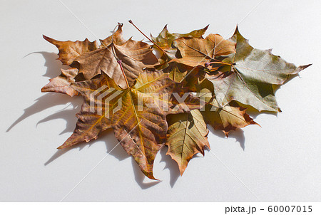 紅葉 カエデの葉 落葉 60007015