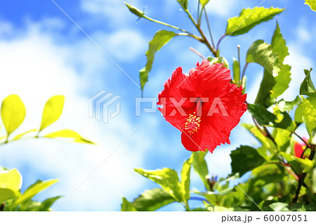 ハイビスカス 夏イメージ ハイビスカス 夏イメージ 60007051