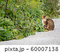 道端のネコ 60007138