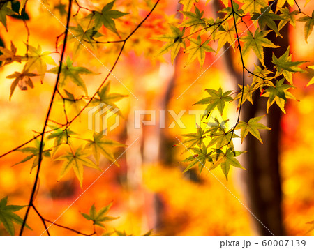 秋・紅葉イメージ　祇王寺 60007139