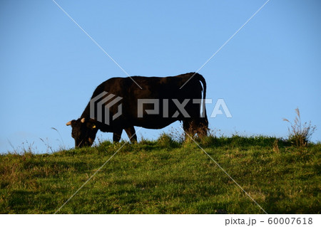 牧草を食べる和牛黒牛 60007618