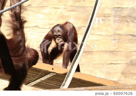 睨みつけるオランウータン 多摩動物公園 の写真素材