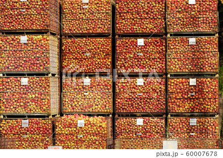 津軽のりんご 60007678