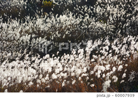 ススキ（すすき野原） 60007939