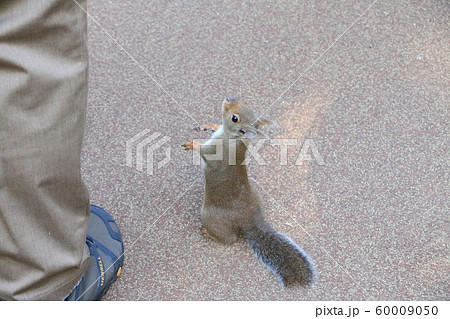 おねだり上手な井之頭自然文化園のニホンリス おねだり上手な井之頭自然文化園のニホンリス 60009050