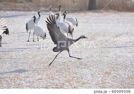 タンチョウの中に紛れ込んだクロヅル（北海道） 60009306