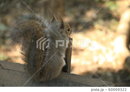 もの思いに耽る井之頭自然文化園のニホンリス もの思いに耽る井之頭自然文化園のニホンリス 60009322