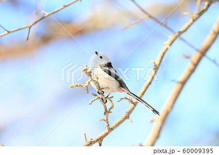 青空を見上げるシマエナガ 60009395