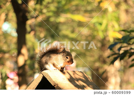 カメラなんて関係ない日向ぼっこする井之頭自然文化園のニホンリス 60009399
