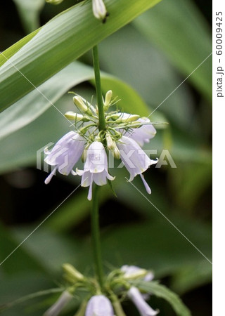 ツリガネニンジン 60009425