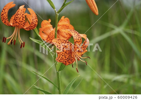 コオニユリ 60009426