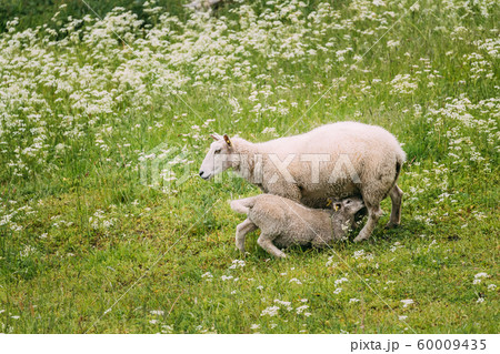 Norway. Domestic Mother Sheep Feeds Lambs With Breast Milk. Lambs Suck Sheep s Mother s Milk. Sheep And Lambs Feeding In Hilly Norwegian Pasture. Spring Green Meadow. Sheep Farming Norway. Domestic Mother Sheep Feeds Lambs With Breast Milk. Lambs Suck Sheep s Mother s Milk. Sheep And Lambs Feeding In Hilly Norwegian Pasture. Spring Green Meadow. Sheep Farming 60009435