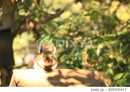 カメラにお構いなく日向ぼっこする井之頭自然文化園のニホンリス カメラにお構いなく日向ぼっこする井之頭自然文化園のニホンリス 60009447