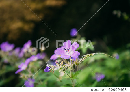 Hordaland, Norway. Geranium Plant Flowers Blooming In Summer Norwegian Forest. Cranesbills 60009463