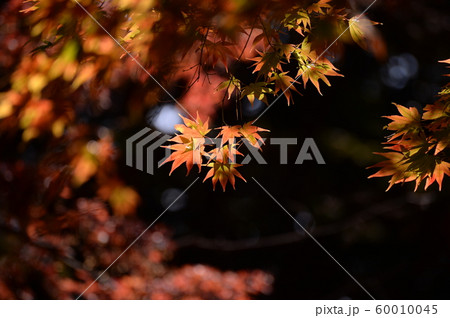 紅葉 紅葉 60010045