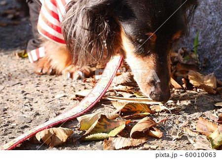 散歩 落ち葉 匂いを嗅ぐ犬 散歩 落ち葉 匂いを嗅ぐ犬 60010063