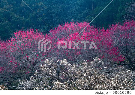 春の訪れ 60010596