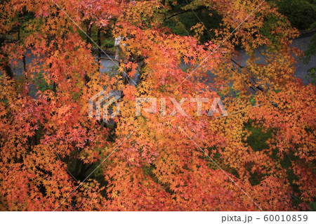 成田山公園の紅葉 成田山公園の紅葉 60010859