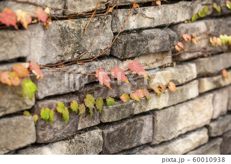 石塀のアイビー紅葉の写真素材