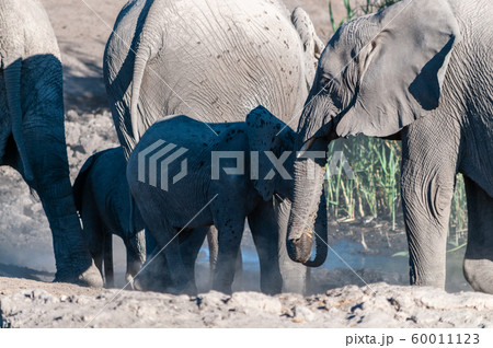 Close up of a Herd of African Elephants Bathing and Drinking in a Waterhole Close up of a Herd of African Elephants Bathing and Drinking in a Waterhole 60011123
