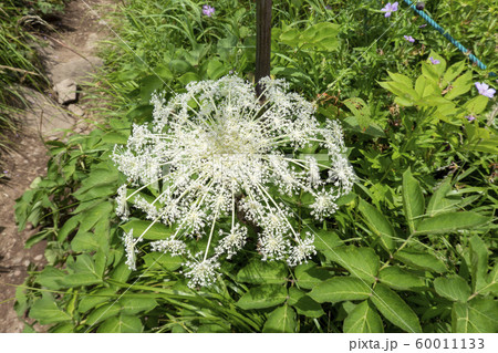 ミヤマシシウド 60011133