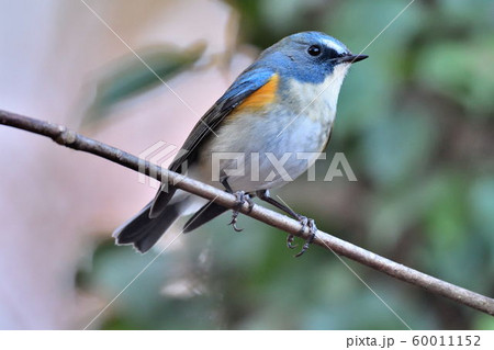 薬師池公園の野鳥 薬師池公園の野鳥 60011152