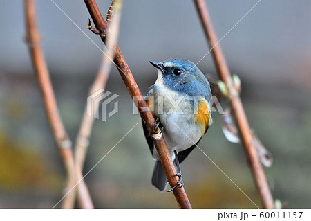 薬師池公園の野鳥 60011157