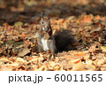 秋のエゾリス 秋のエゾリス 60011565