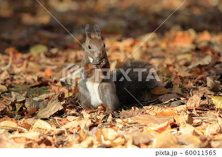 秋のエゾリス 60011565