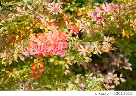 ドウダンツツジ紅葉 60011910