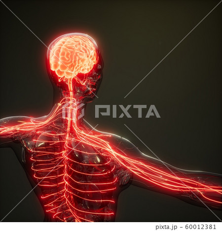 Human Brain Radiology Exam 60012381
