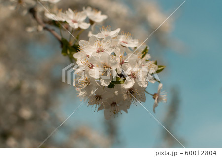 Beautiful Blossom Cherry Tree Flowers and Buds Beautiful Blossom Cherry Tree Flowers and Buds 60012804