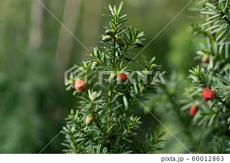 Blurred macro photo of decorative garden Taxus 60012863