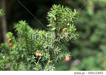 Blurred macro photo of decorative garden Taxus 60012865