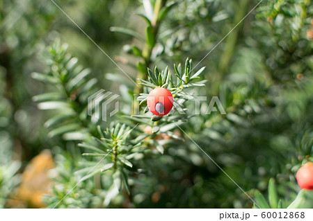 Blurred macro photo of decorative garden Taxus 60012868
