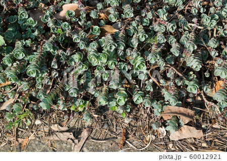 Sedum ewersii, Crassulaceae or stonecrop close up 60012921