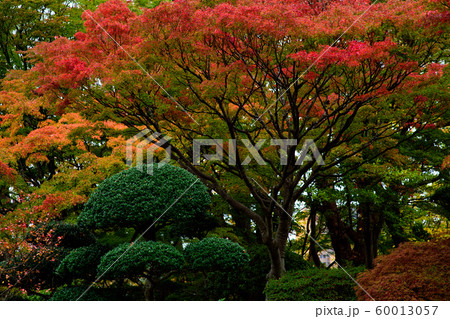 千秋公園 庭園 秋田県 千秋公園 庭園 秋田県 60013057