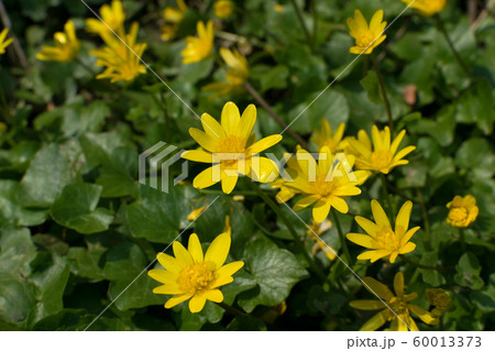 Ficaria verna, lesser celandine, pilewort or 60013373