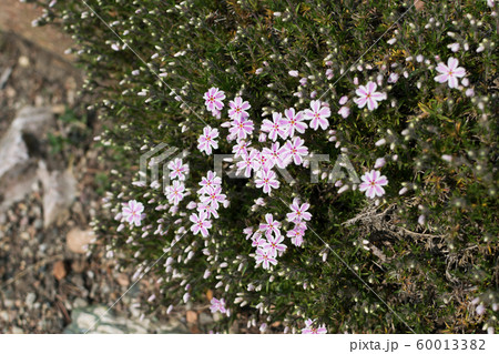 Flowering of Creeping phlox, Phlox subulata or 60013382