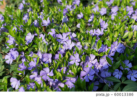 Blue botanical periwinkle plant or vinca minor 60013386